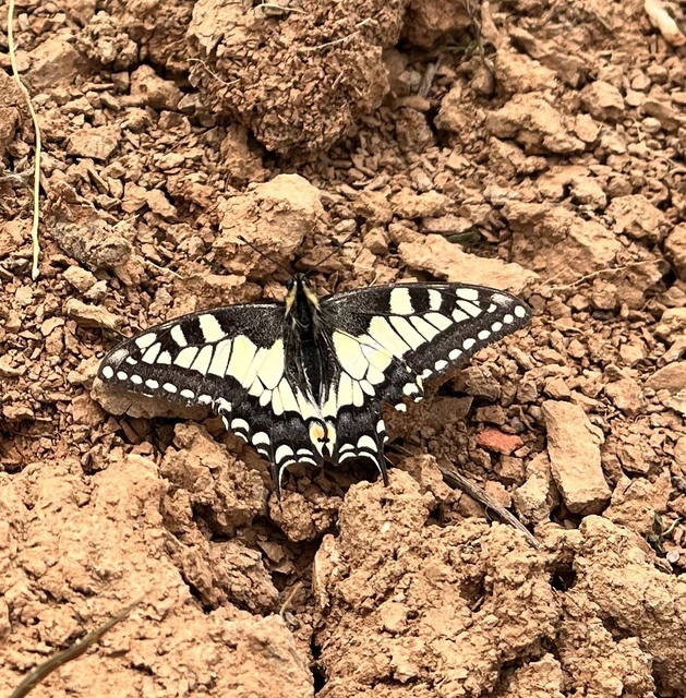 Papilio machaon - fecskefarkú lepke