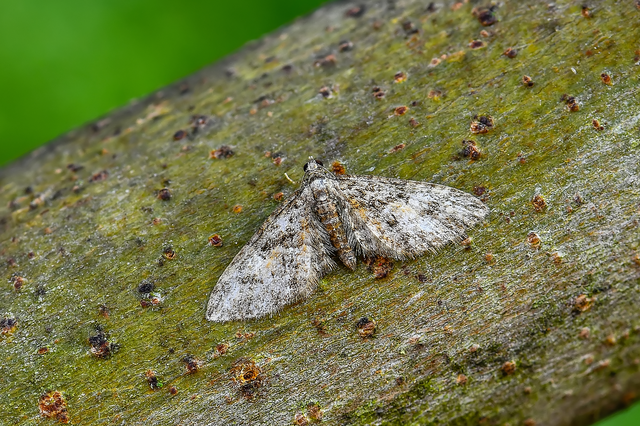 Eupithecia dodoneata - tölgy-törpearaszoló