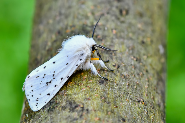 Spilosoma lubricipedum - tejszínű medvelepke