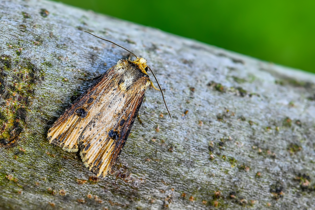 Axylia putris - vonalkás földibagoly