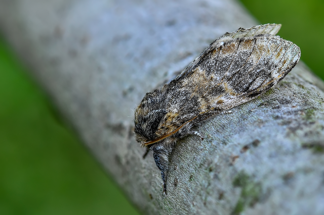Notodonta tritophus - tarajos púposszövő