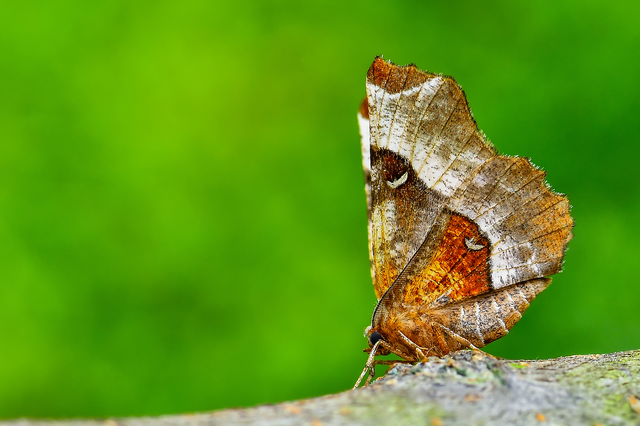 Selenia tetralunaria - négyfoltos holdasaraszoló