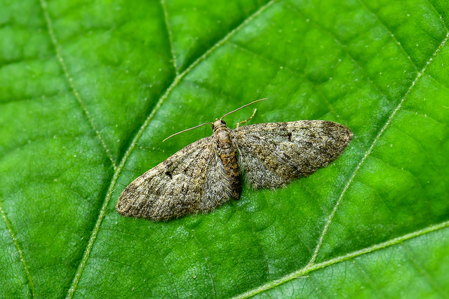 Eupithecia dodoneata - tölgy-törpearaszoló