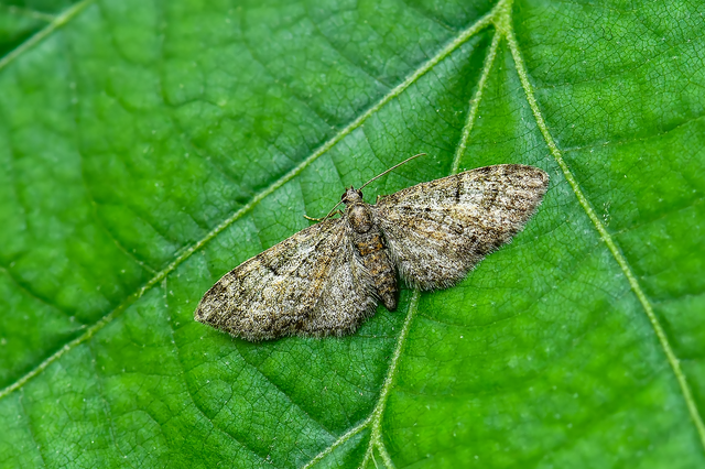 Eupithecia dodoneata - tölgy-törpearaszoló