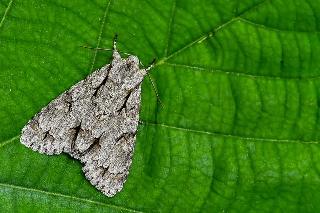 Acronicta cuspis/tridens/psi