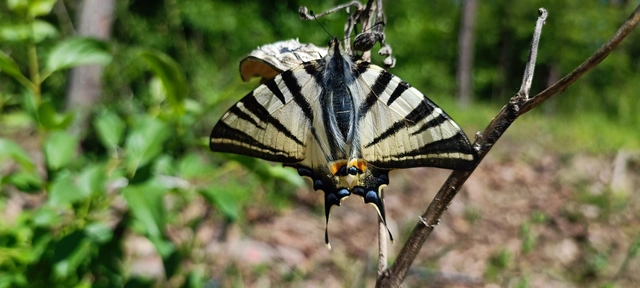 Iphiclides podalirius - kardoslepke