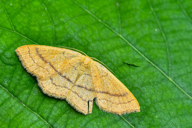 Cyclophora linearia - vonalas pettyesaraszoló