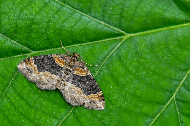 Xanthorhoe ferrugata - kerti tarkaaraszoló