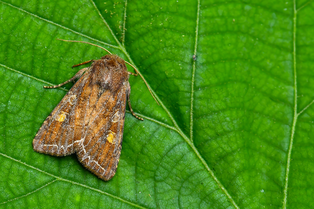 Lacanobia oleracea - saláta-kertibagoly