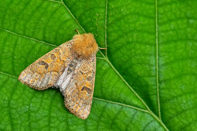 Orthosia miniosa - sárgás barkabagoly