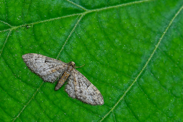 Eupithecia dodoneata - tölgy-törpearaszoló