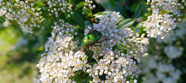 Cetonia aurata - aranyos virágbogár