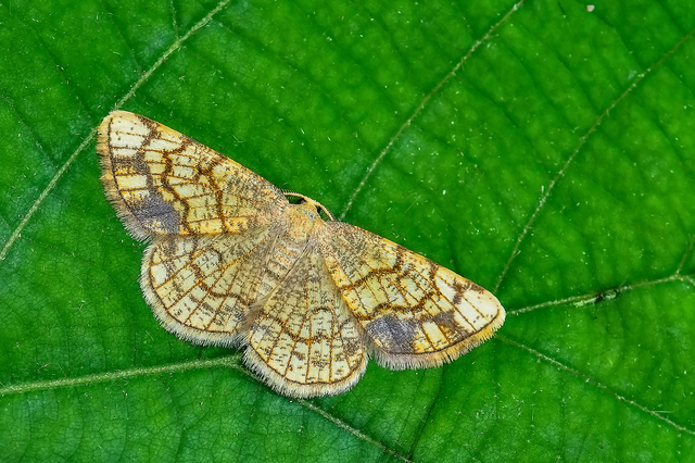 Stegania dilectaria - fehérnyár-araszoló