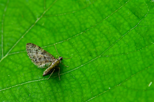 Eupithecia dodoneata - tölgy-törpearaszoló