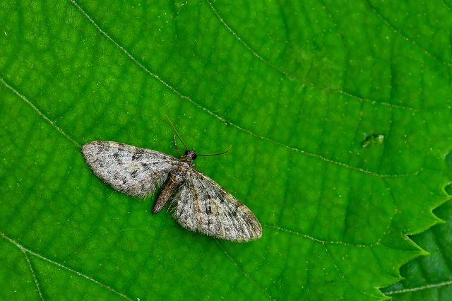 Eupithecia dodoneata - tölgy-törpearaszoló
