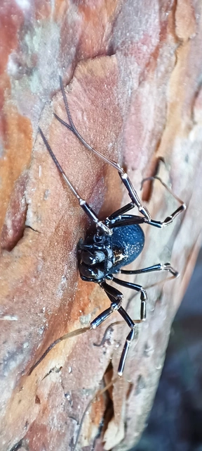 Opiliones - Kaszáspókok