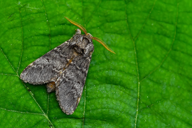 Drymonia ruficornis - cserfa-púposszövő