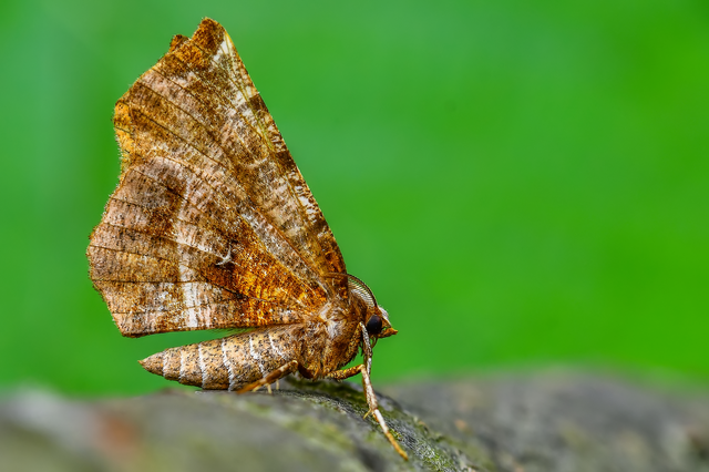 Selenia dentaria - kétfoltos holdasaraszoló