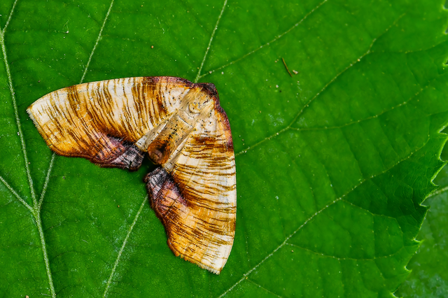 Plagodis dolabraria - baltaszárnyú araszoló