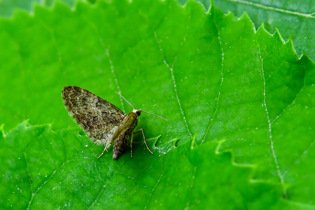 Eupithecia dodoneata - tölgy-törpearaszoló