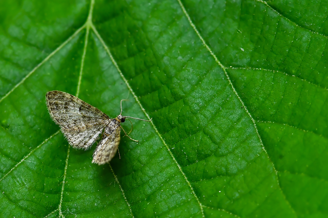 Eupithecia dodoneata - tölgy-törpearaszoló