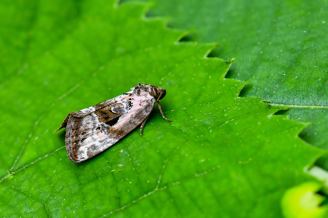 Hapalotis venustula - rózsaszínű mázasbagoly