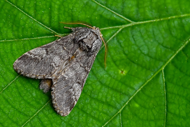 Drymonia ruficornis - cserfa-púposszövő