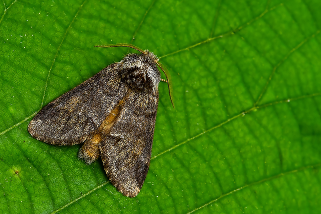 Drymonia dodonea - bélyeges púposszövő