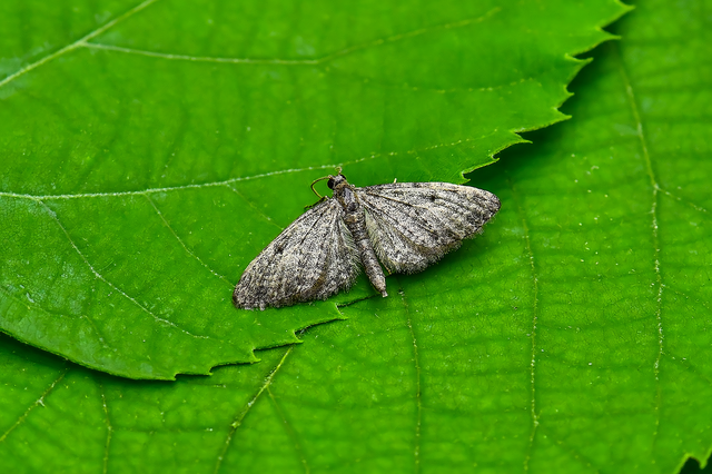 Eupithecia