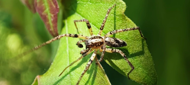 Anyphaena accentuata - jegyespók