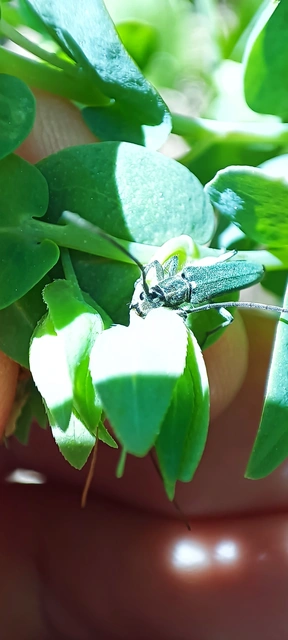 Phytoecia coerulescens - kígyósziszcincér