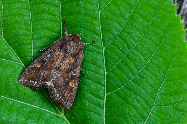 Lacanobia oleracea - saláta-kertibagoly