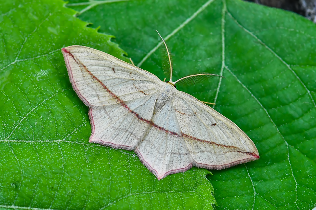 Timandra comae - piroscsíkos csipkésaraszoló