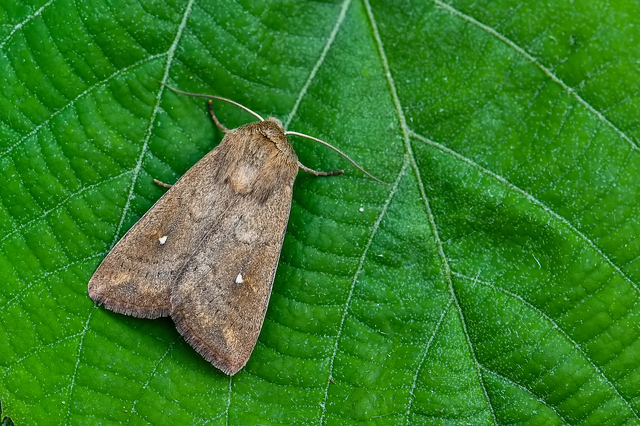 Mythimna albipuncta - fehérpettyes rétibagoly
