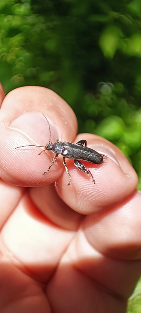 Osphya bipunctata - kétalakú komorka