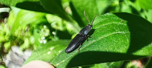Elateridae - pattanóbogárfélék
