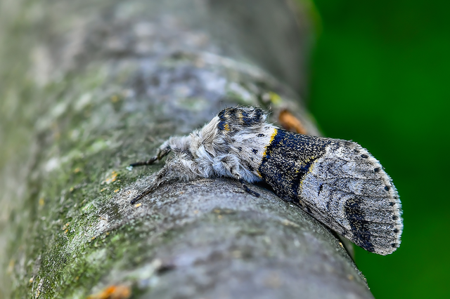 Furcula bifida - kis púposszövő