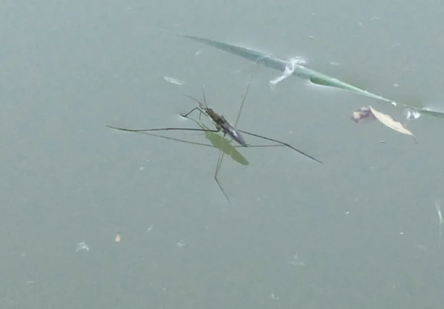 Gerridae - molnárpoloskák