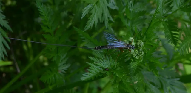 Megarhyssa rixator