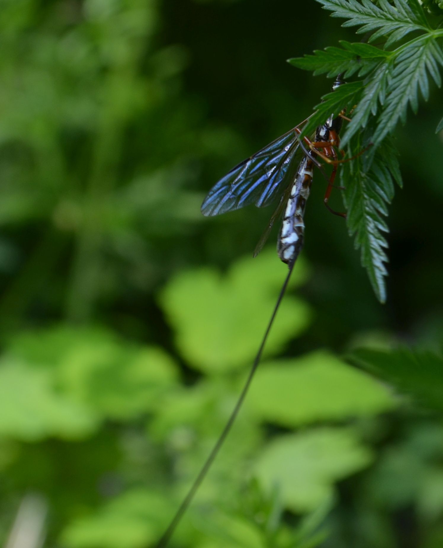 Megarhyssa rixator