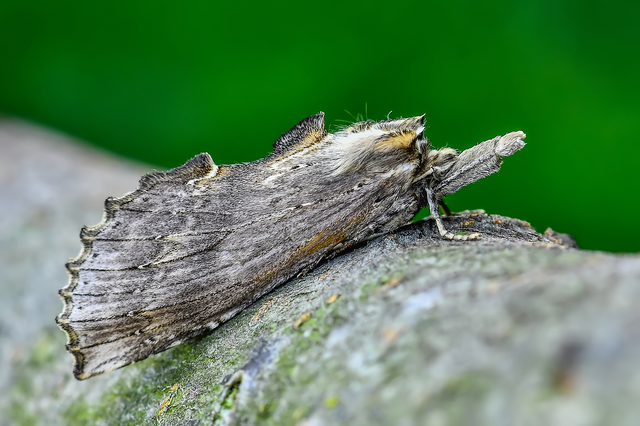 Pterostoma palpina - csőrös púposszövő