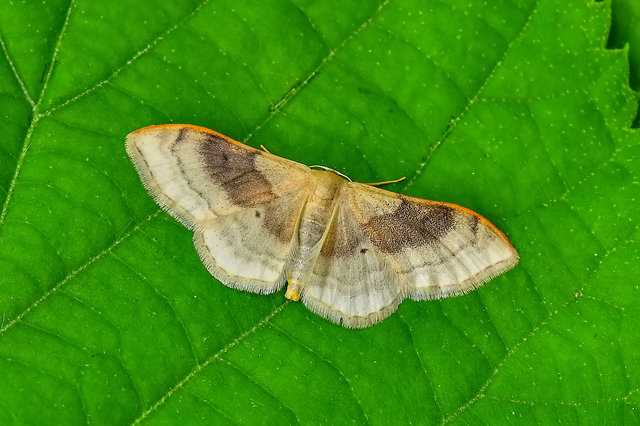 Idaea degeneraria - barnasávos araszoló