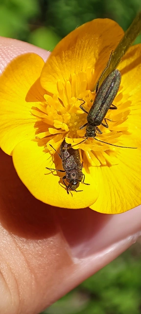 Anthaxia quadripunctata - fekete virágdíszbogár Anthaxia quadripunctata - fekete virágdíszbogár