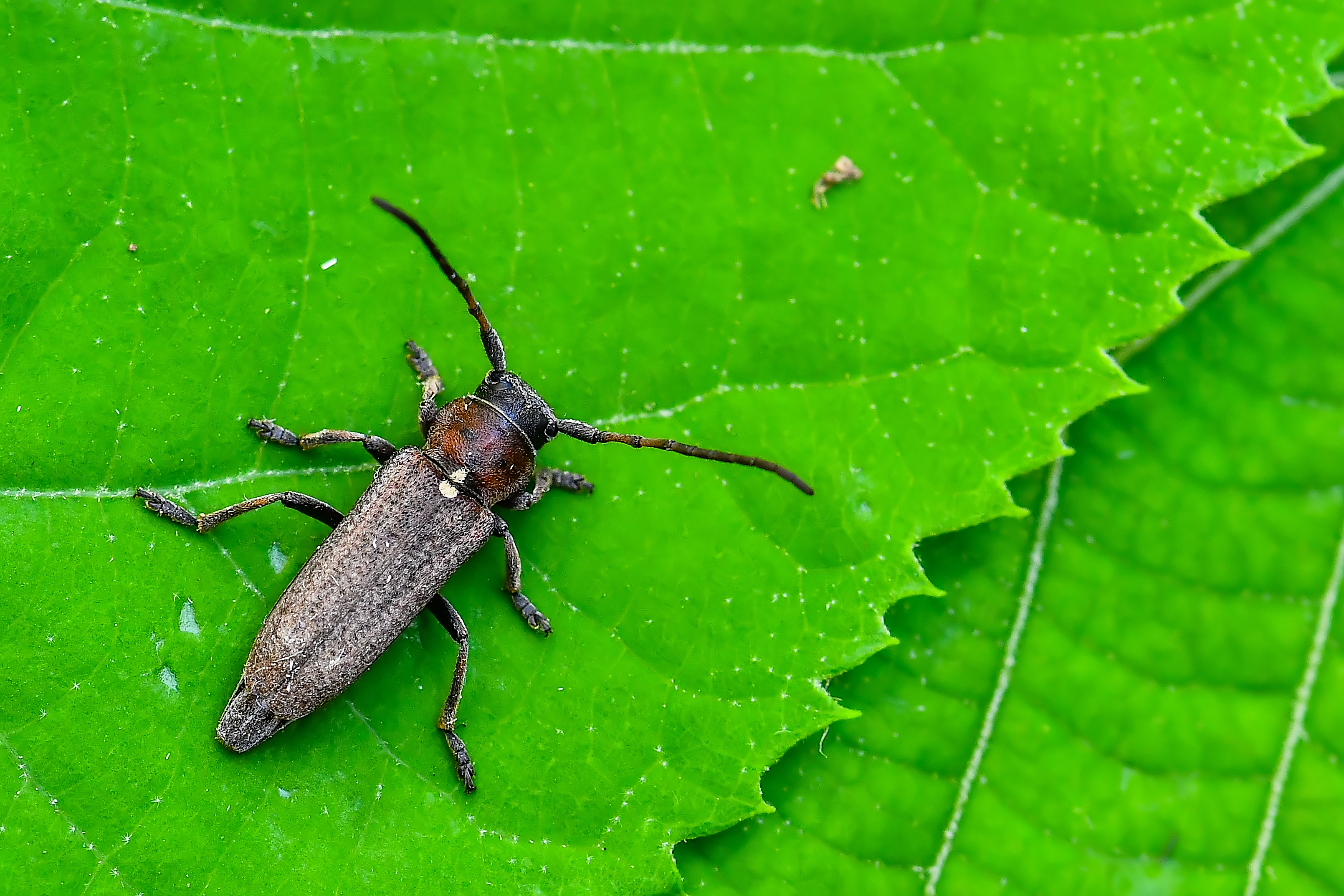 Phytoecia scutellata - sarlófűcincér