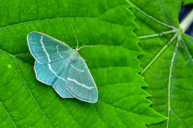 Chlorissa viridata - üdezöld araszoló