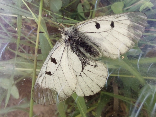 Parnassius mnemosyne - kis apollólepke