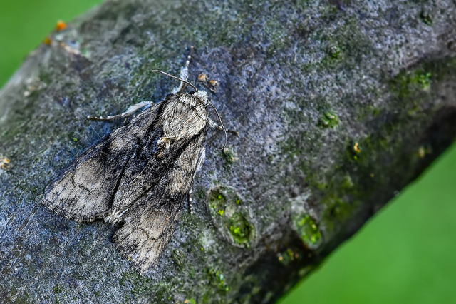 Acronicta alni - éger-szigonyosbagoly