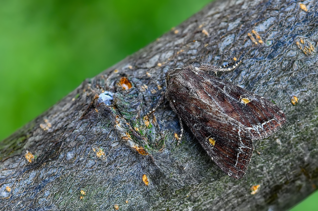 Lacanobia oleracea - saláta-kertibagoly