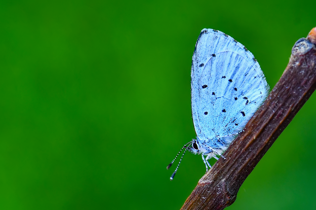 Celastrina argiolus - bengeboglárka