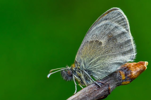 Coenonympha pamphilus - kis szénalepke